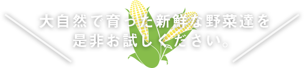 大自然で育った新鮮な野菜たちを是非お試しください。